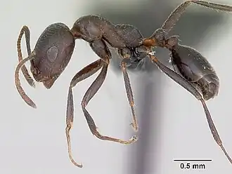 Monomorium areniphilum