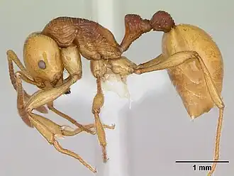 Monomorium aureorugosum