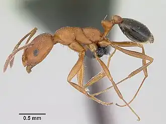 Monomorium bicolor