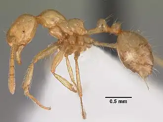 Monomorium brocha
