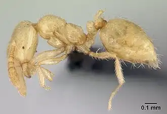 Monomorium cryptobium