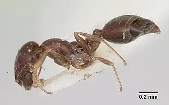 Monomorium cyaneum