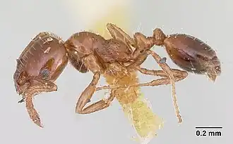 Monomorium emarginatum