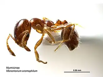 Monomorium eremophilum