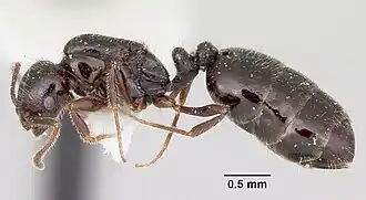 Monomorium ergatogyna