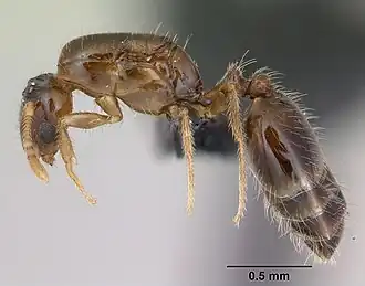 Monomorium exiguum