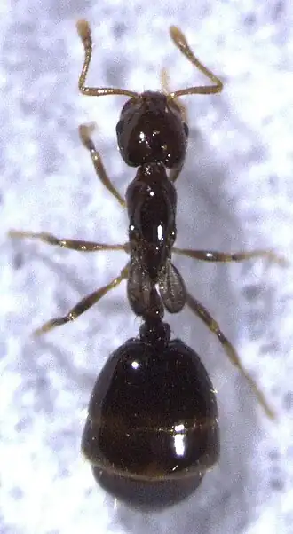 Monomorium fieldi