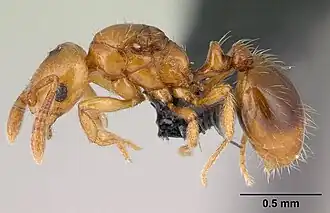Monomorium hanneli