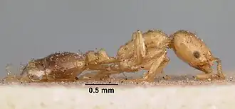 Monomorium latinode
