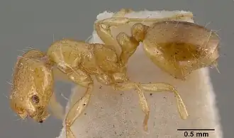 Monomorium leae