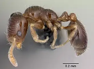 Monomorium liliuokalanii
