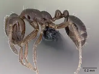 Monomorium nigricans