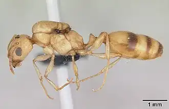 Monomorium notorthotenes