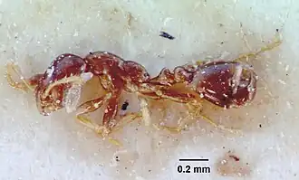 Monomorium rosae