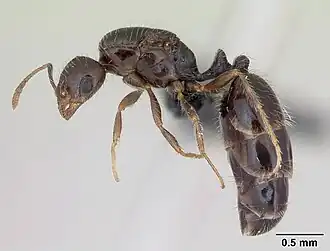 Monomorium sakalavum