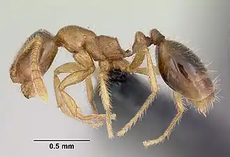 Monomorium sechellense