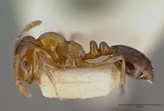 Monomorium sordidum