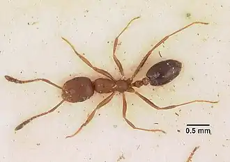 Monomorium subopacum
