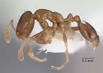 Monomorium taedium