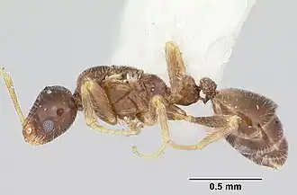 Monomorium talbotae