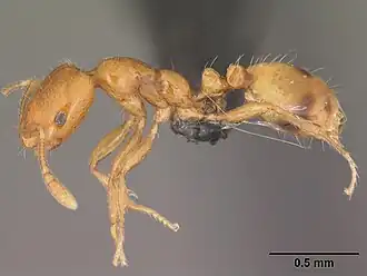 Monomorium termitobium