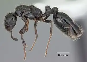 Monomorium trageri