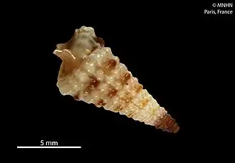 Monophorus olivaceus