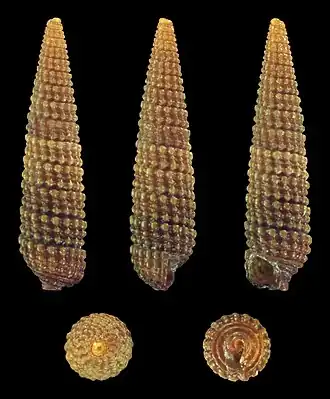 Monophorus perversus