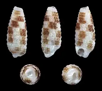 Monophorus tessellatus