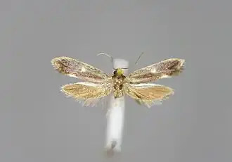 Monopis burmanni