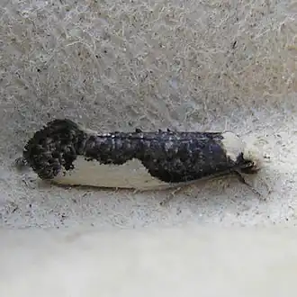 Monopis monachella Zustermot