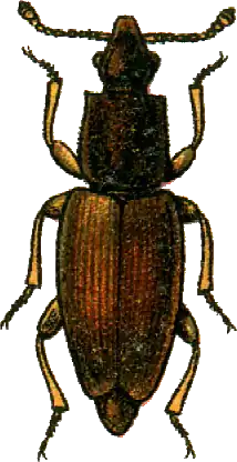 Monotoma bicolor