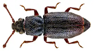 Monotoma brevicollis