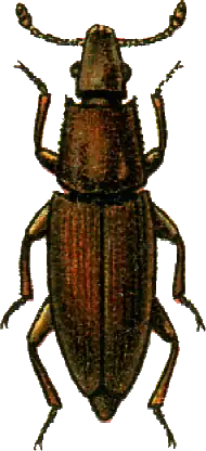 Monotoma conicicollis