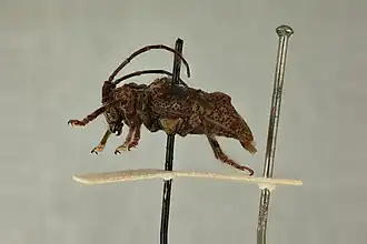 Monoxenus bicristatus