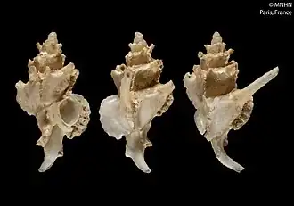 Monstrotyphis singularis