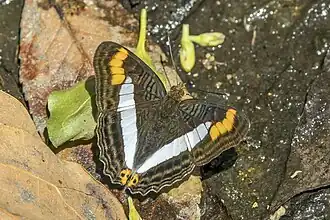 Adelpha donysa