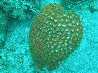 Montastraea cavernosa
