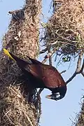 De Montezuma oropendola in Tortuguero National Park - Costa Rica
