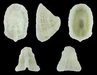 Montfortista excentrica