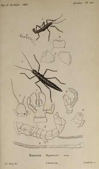 Monticomorpha unicolor