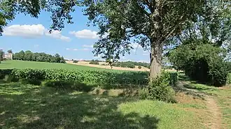 Landschap bij Montrabé