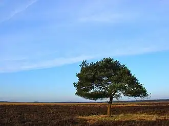 Nabij het Moordenaarsveen in het Dwingelderveld; hier zou ooit een Spaanse soldaat zijn vermoord