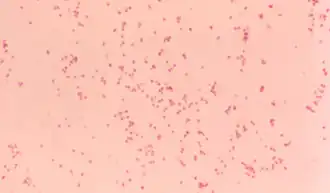 Moraxella catarrhalis