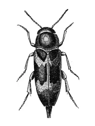 Mordella ornata