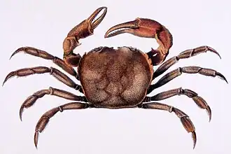 Moreirocarcinus emarginata