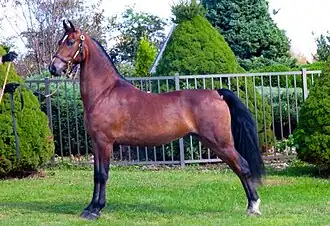 Presentatie van een morgan