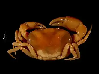 Moritschus ecuadorensis