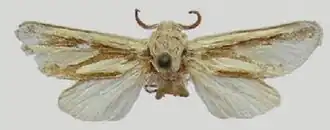 Mormogystia equatorialis