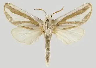 Mormogystia proleuca